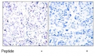 AP02640PU-S - Retinoblastoma-associated protein / RB1