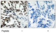 AP02641PU-S - Retinoblastoma-associated protein / RB1