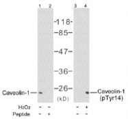 AP02643PU-N - Caveolin-1