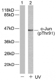 AP02322PU-S - AP-1 / c-Jun