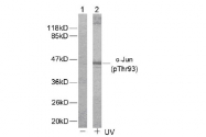 AP02323PU-S - AP-1 / c-Jun