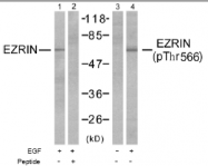 AP02470PU-N - Ezrin