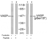 AP02474PU-S - VASP