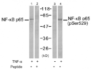 AP02476PU-S - RELA / NF-kB p65