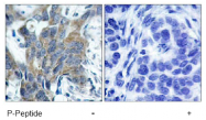 AP02477PU-S - Catenin beta-1