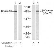 AP02477PU-S - Catenin beta-1
