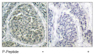 AP02478PU-S - Catenin beta-1