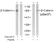 AP02478PU-S - Catenin beta-1