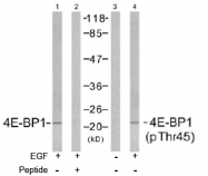 AP02482PU-S - EIF4EBP1 / 4E-BP1