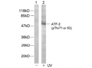 AP02332PU-N - ATF2