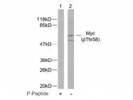 AP02335PU-S - c-Myc