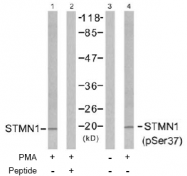 AP02484PU-N - Stathmin / STMN1
