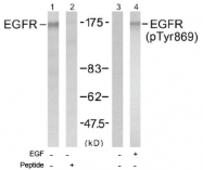 AP02487PU-S - EGFR / ERBB1