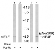 AP02491PU-S - EIF4E