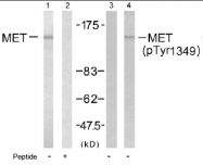 AP02494PU-S - HGF receptor