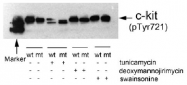 AP02495PU-S - CD117 / c-kit