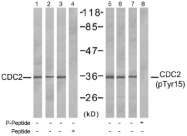 AP02497PU-S - CDK1