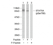 AP02348PU-S - STAT5 / STAT5A