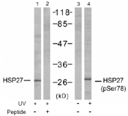 AP02500PU-N - HSPB1 / HSP27