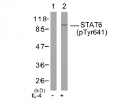 AP02349PU-S - STAT6