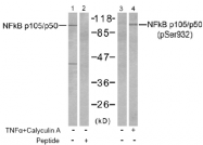 AP02503PU-S - NF-kB p105 / p50