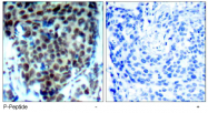 AP02504PU-S - MAP kinase p38 alpha / MAPK14
