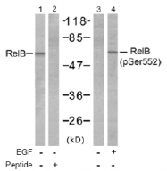 AP02507PU-S - RELB / I-Rel