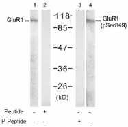 AP02510PU-S - Glutamate receptor 1 / GLUR1