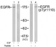 AP02512PU-S - EGFR / ERBB1
