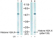 AP02515PU-S - Histone H2A.x