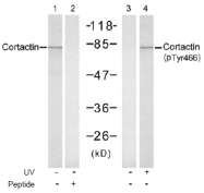 AP02517PU-S - Cortactin