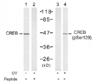 AP02518PU-S - CREB1