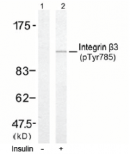 AP02524PU-N - CD61 / ITGB3