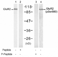 AP02530PU-S - Glutamate receptor 2 / GLUR2