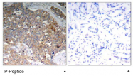 AP02535PU-S - GSK3 beta