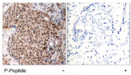 AP02538PU-S - MAPKAP Kinase-2