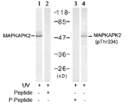 AP02538PU-S - MAPKAP Kinase-2