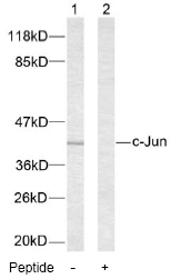 AP02545PU-S - AP-1 / c-Jun