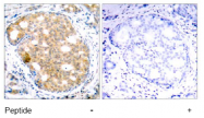 AP02546PU-S - GSK3 beta