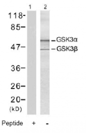 AP02546PU-S - GSK3 beta
