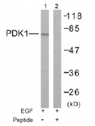 AP02549PU-S - PDPK1