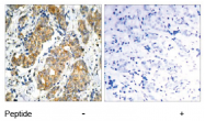 AP02551PU-S - GSK3 alpha