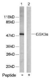 AP02551PU-S - GSK3 alpha
