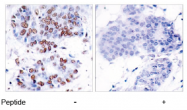 AP02554PU-S - RELA / NF-kB p65