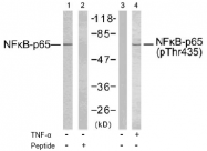 AP02555PU-S - RELA / NF-kB p65