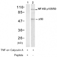 AP02560PU-S - NF-kB p105 / p50