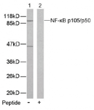AP02561PU-S - NF-kB p105 / p50