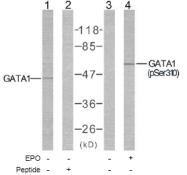 AP02584PU-S - GATA1