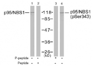 AP02599PU-S - Nibrin
