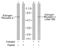 AP02607PU-N - Estrogen receptor alpha